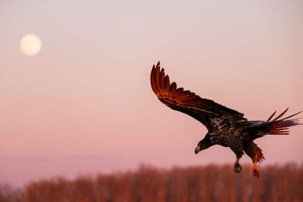 Holdkelte a pusztán