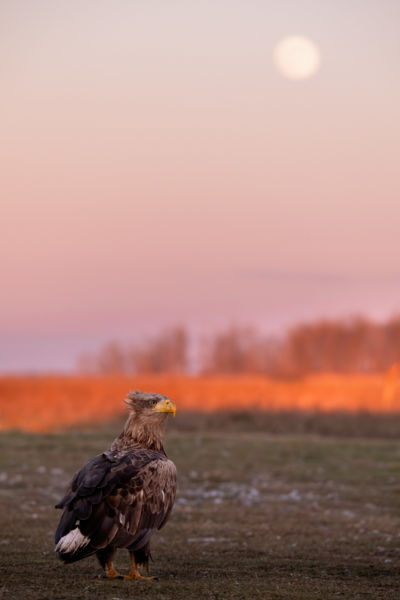 Holdtölte a pusztán