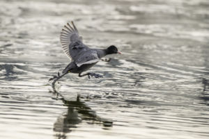 Szárcsa futása Szárcsa futása