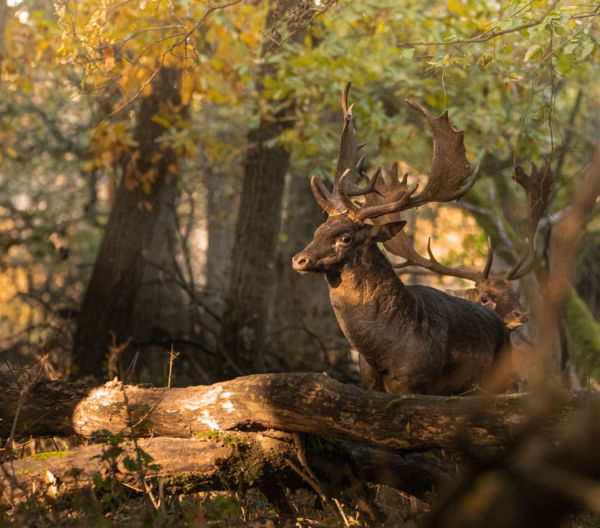 Tapintható feszültség