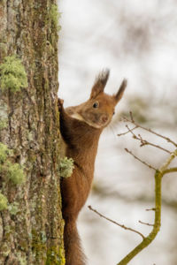 Félúton a fán Félúton a fán