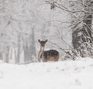 Téli találkozás Téli találkozás
