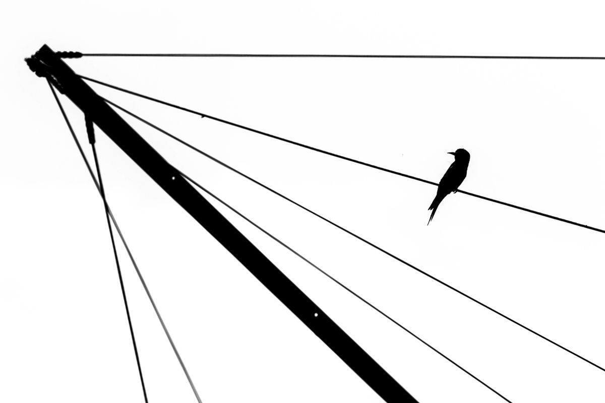 Koncz-Bisztricz Tamás