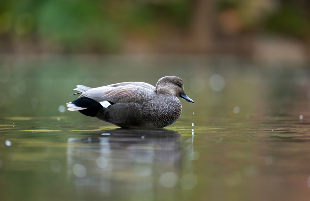 Agócs Fruzsina Júlia