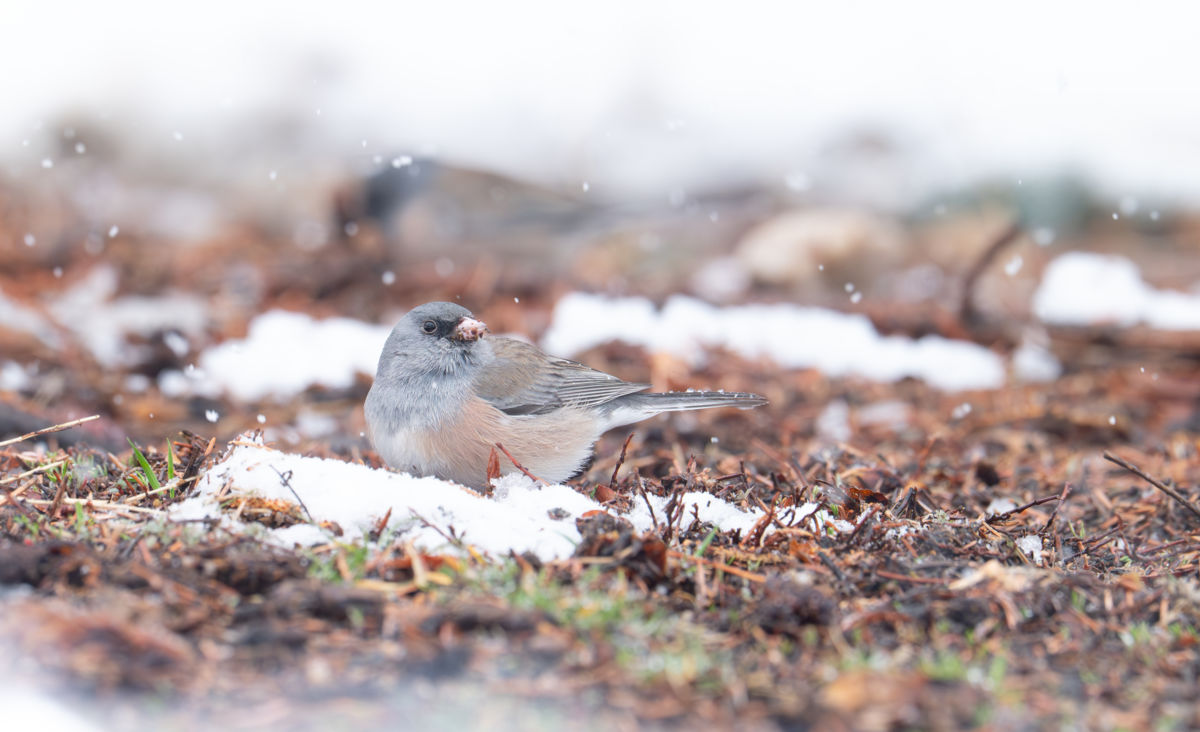 Agócs Fruzsina Júlia