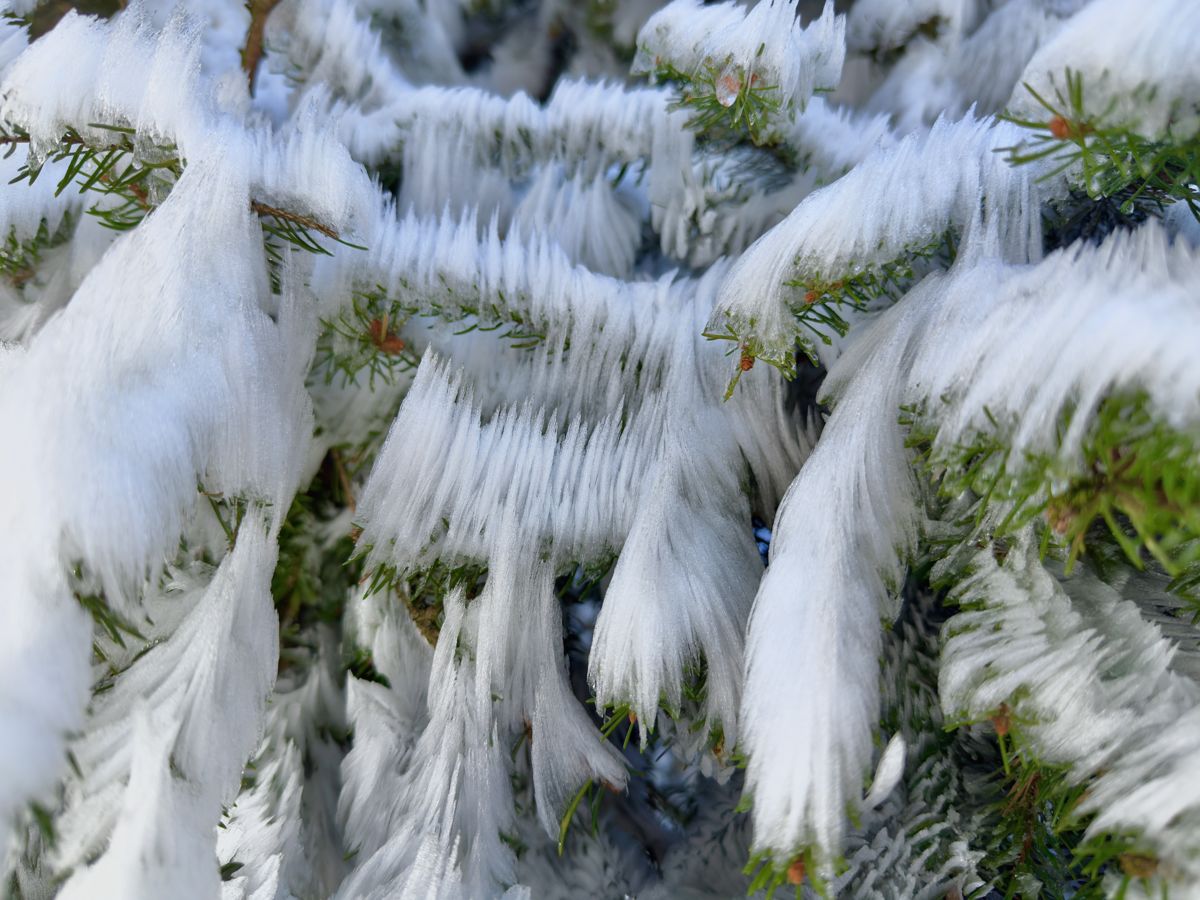 Presztolánszky Ágnes