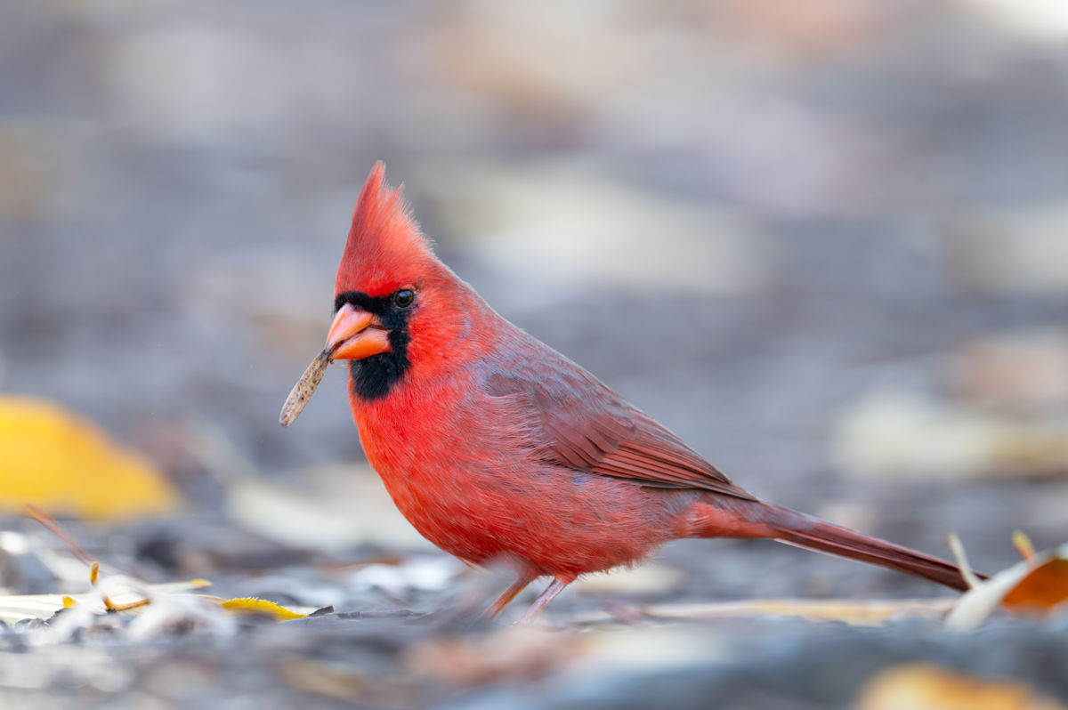 Agócs Fruzsina Júlia