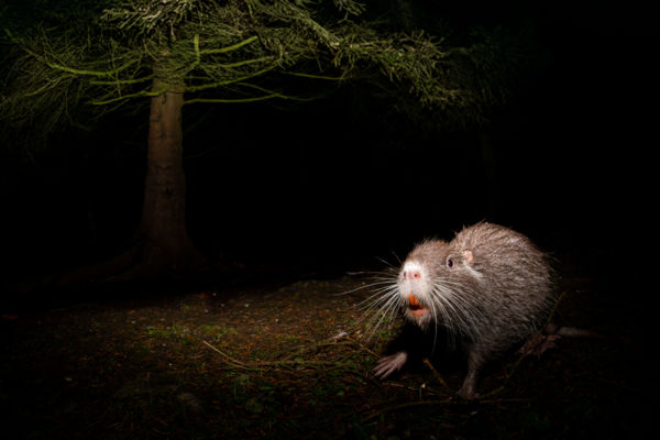 Narancsfogú vándor 