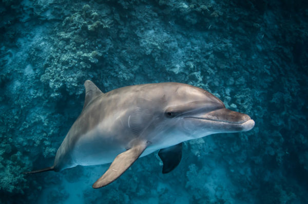 Mosoly a víz alatt.