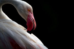 Tollászkodó Tollászkodó