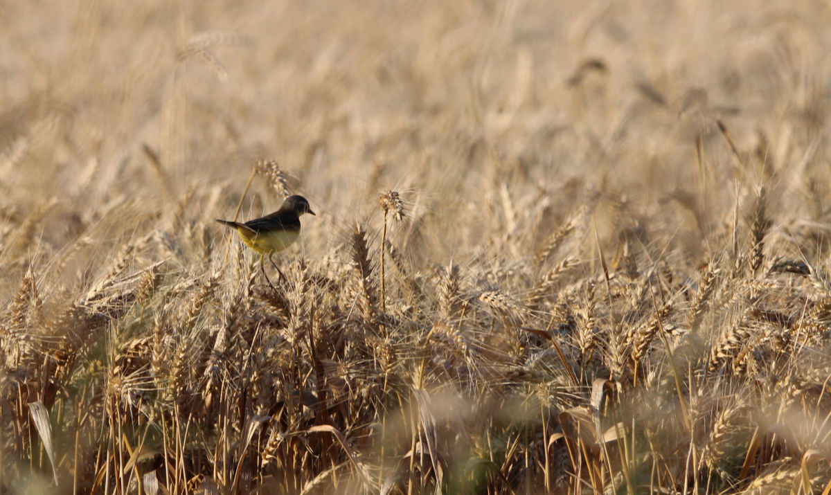 Sáráné Veres Klára