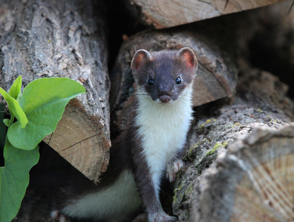 Sáráné Veres Klára