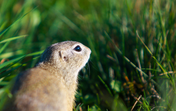 A napsütés élvezete