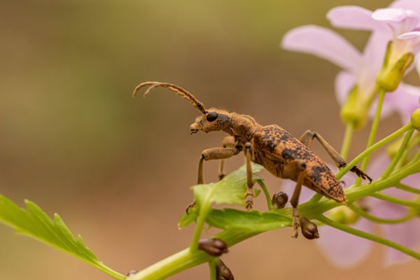 Aki a virágot szereti...