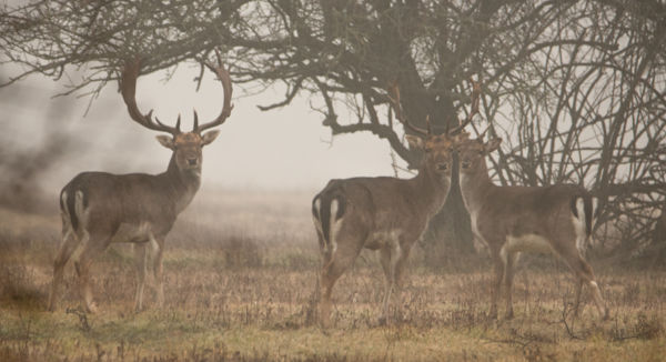 Ködös,közös nézőpont