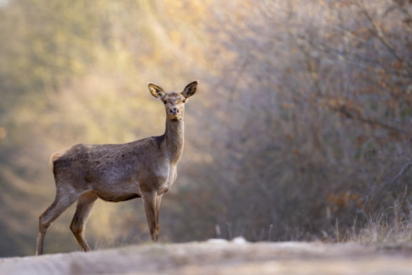 Fényfüggöny előtt