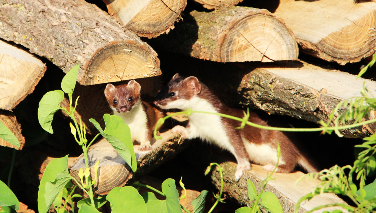 Sáráné Veres Klára