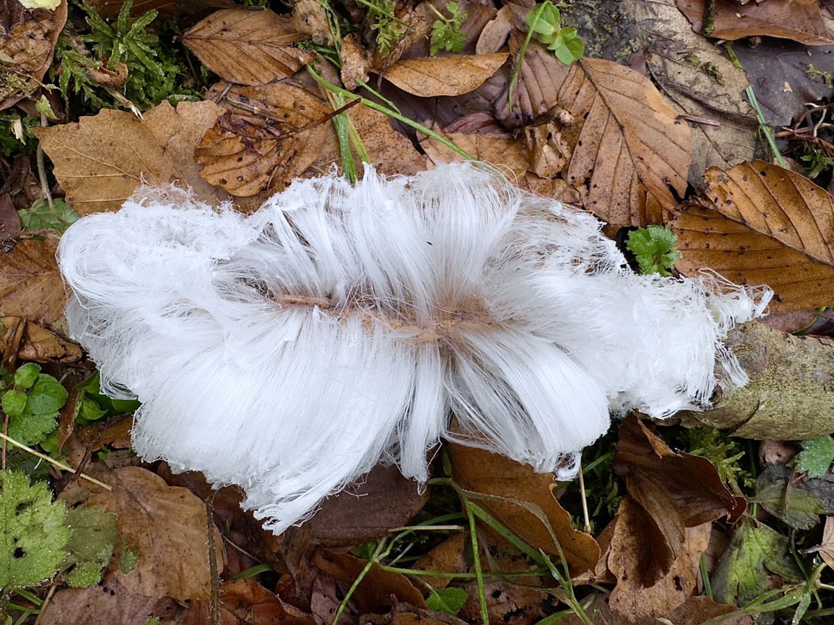 Presztolánszky Ágnes