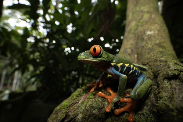 A lombkorona kis őre