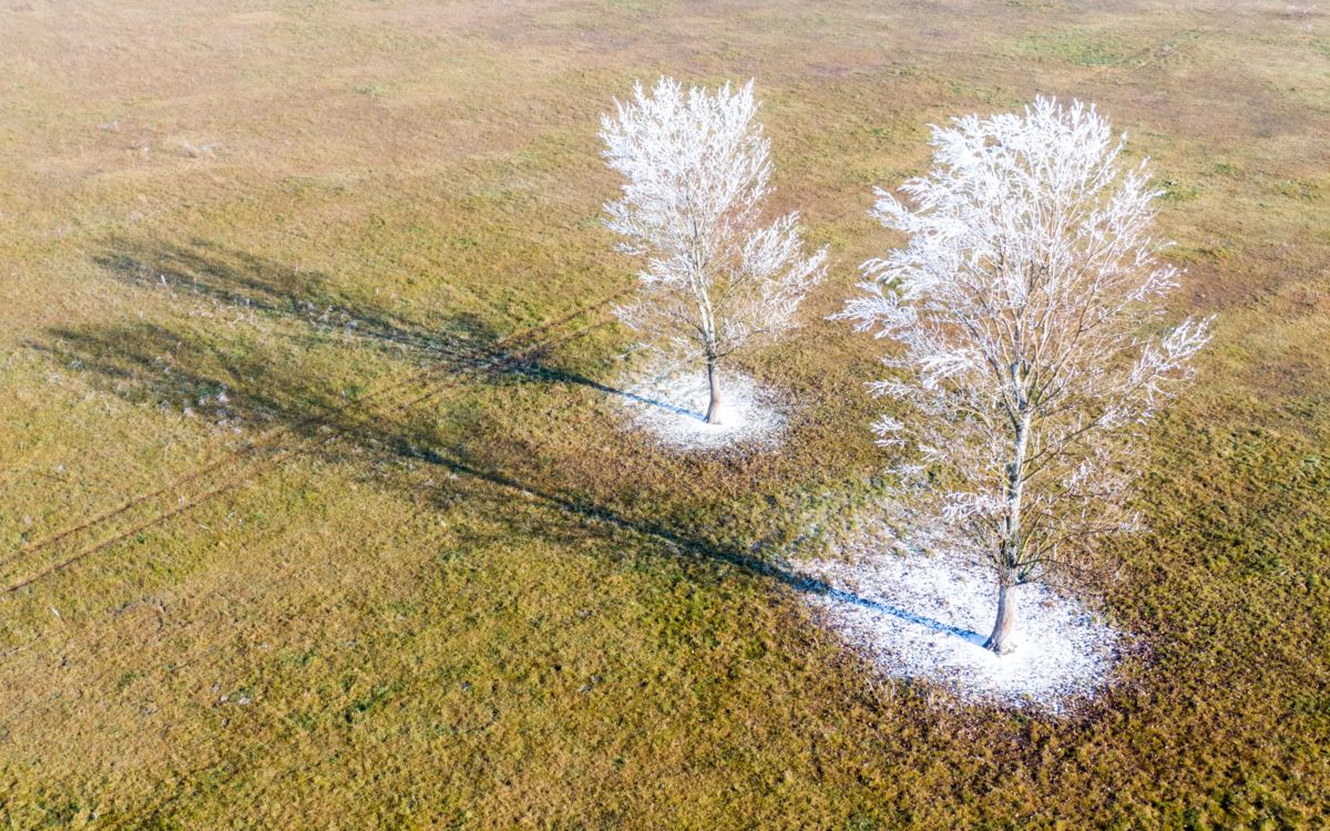 Koncz-Bisztricz Tamás