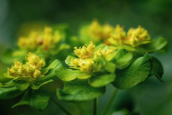 euphorbia