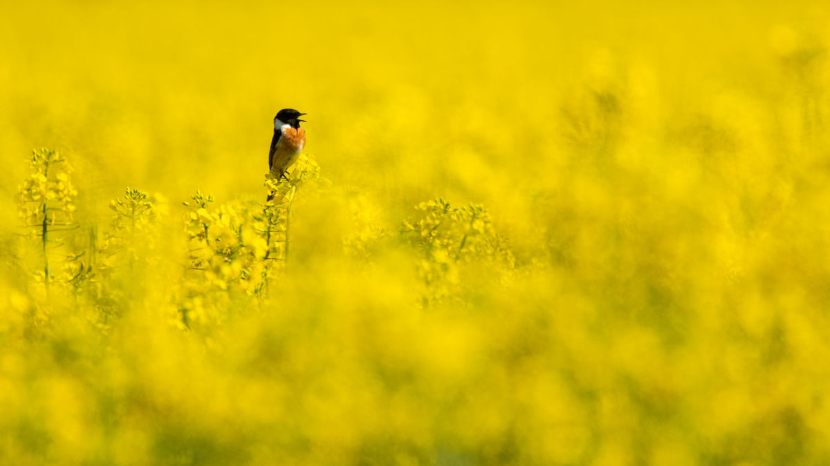 Koncz-Bisztricz Tamás