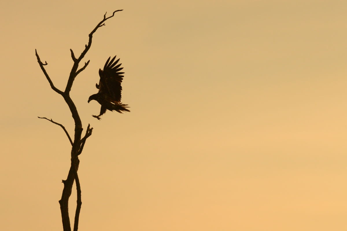 Varró Brigitta Barbara