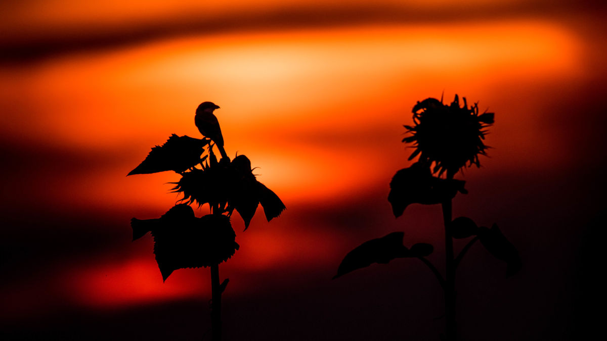 Koncz-Bisztricz Tamás