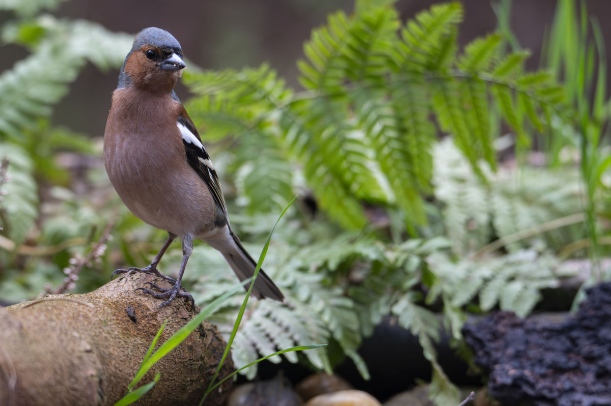 Schneider-Kiss Alexandra