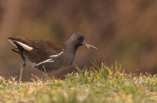 Vízityúk szárazon