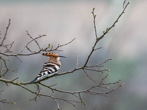 Búbos banka eső előtt.