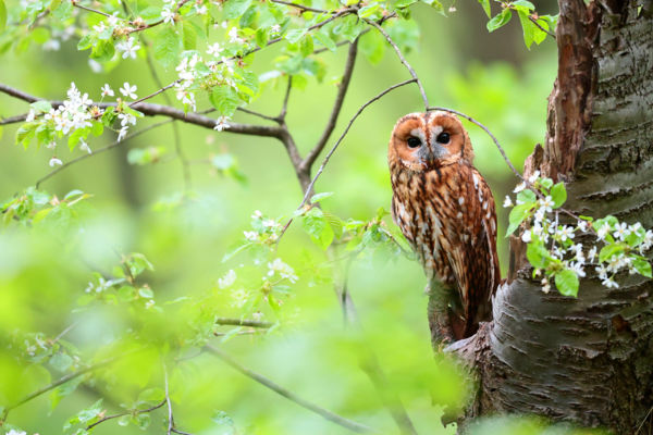 Cseresznyevirágzáskor