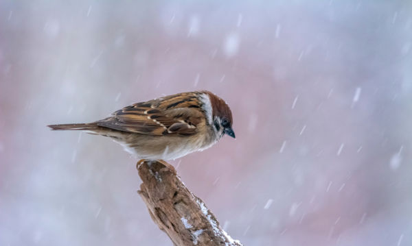 A (mezei)veréb is madár!