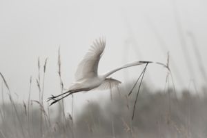 A szállító A szállító