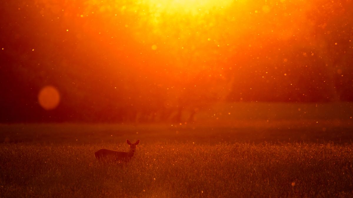 Koncz-Bisztricz Tamás