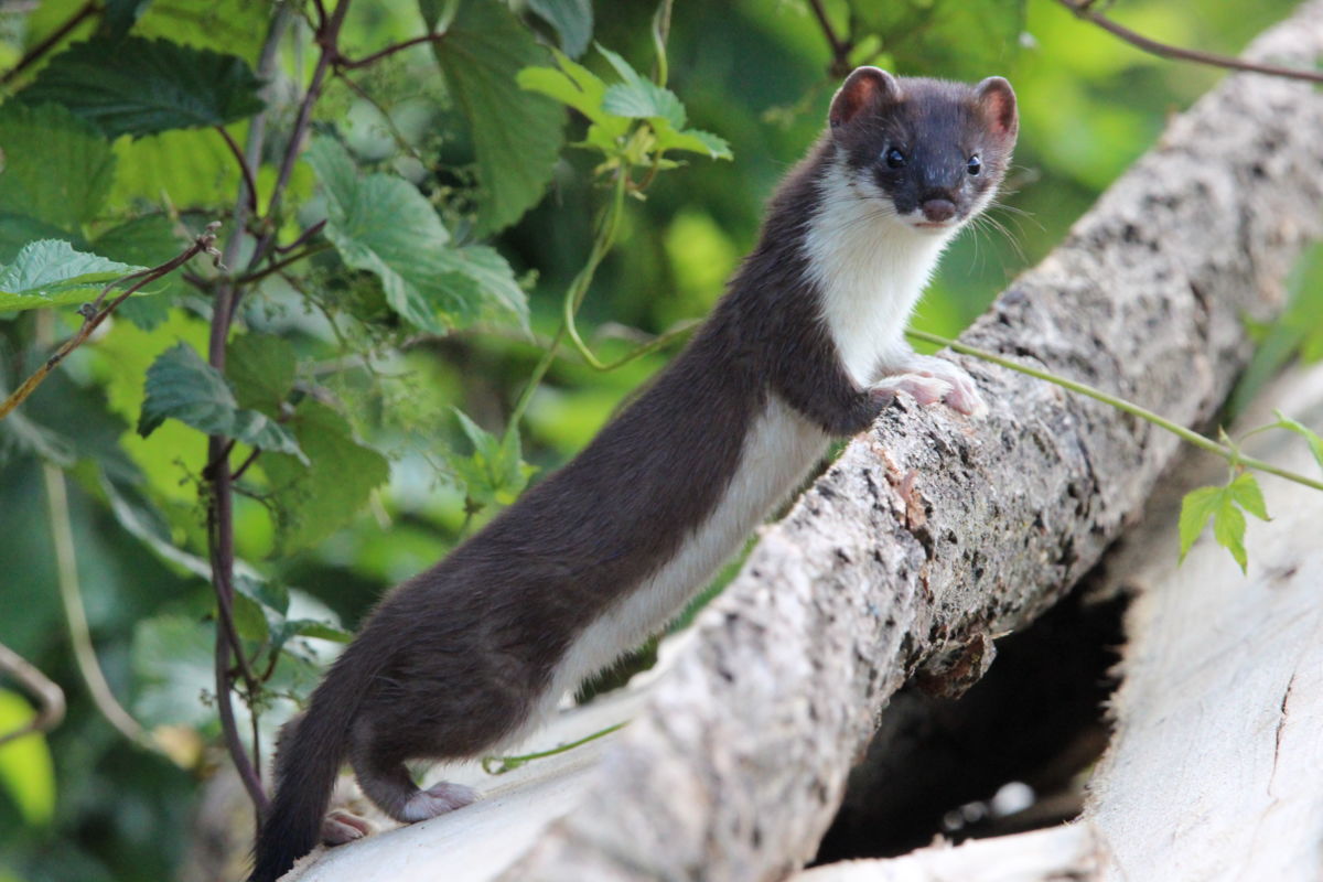 Sáráné Veres Klára