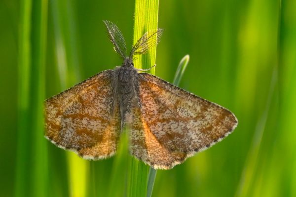 Barna rétiaraszoló