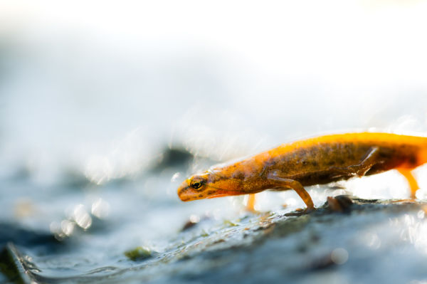 Váratlan találkozás