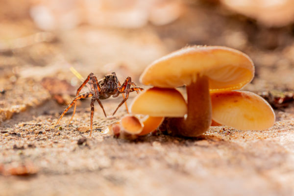 Óriás vagy törpe?