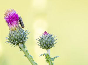 Bogáncs és látogató Bogáncs és látogató
