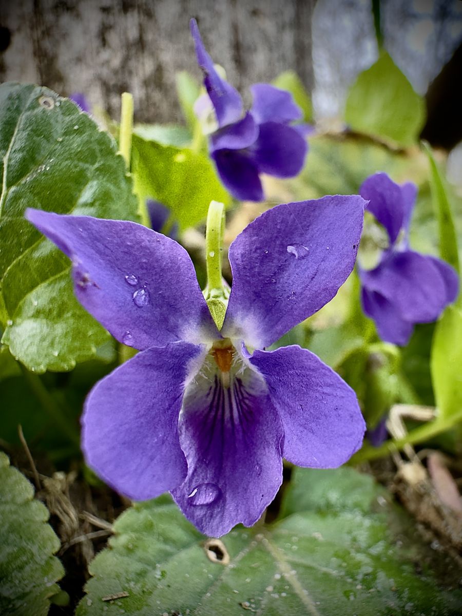Utasi Gabriella