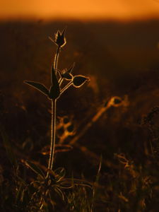 Mécsvirág Mécsvirág