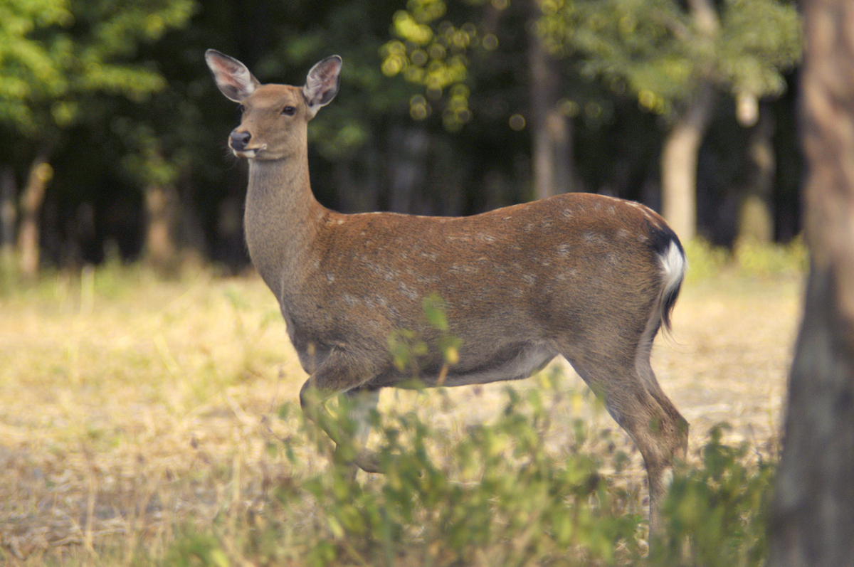 Gaál Zoltán Péter