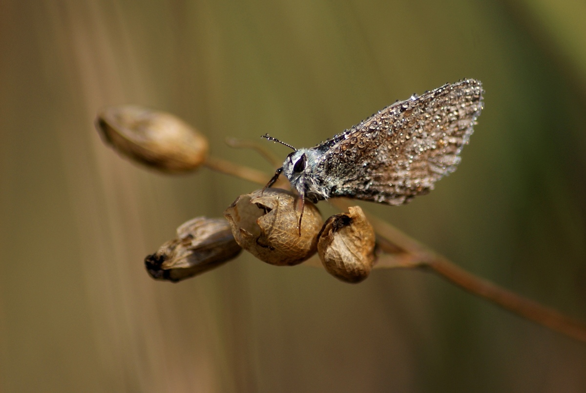 Laczkó-Magyar György