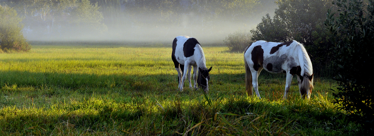 Gaál Zoltán Péter