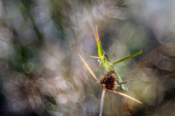 Sisakos tűzijáték