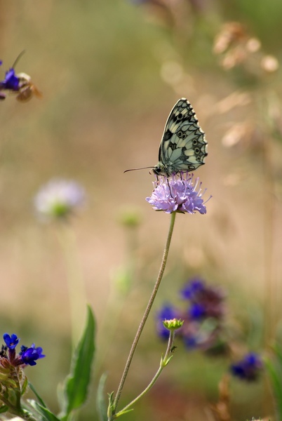 Nyári idill Sakktáblalepkével