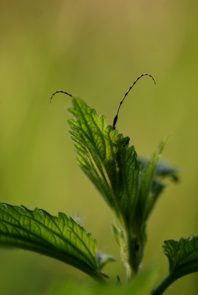 Valaki van a levél mögött