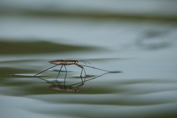 Molnárka és a hullámok