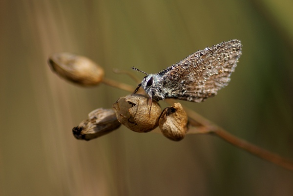 Gyöngyös Boglárka
